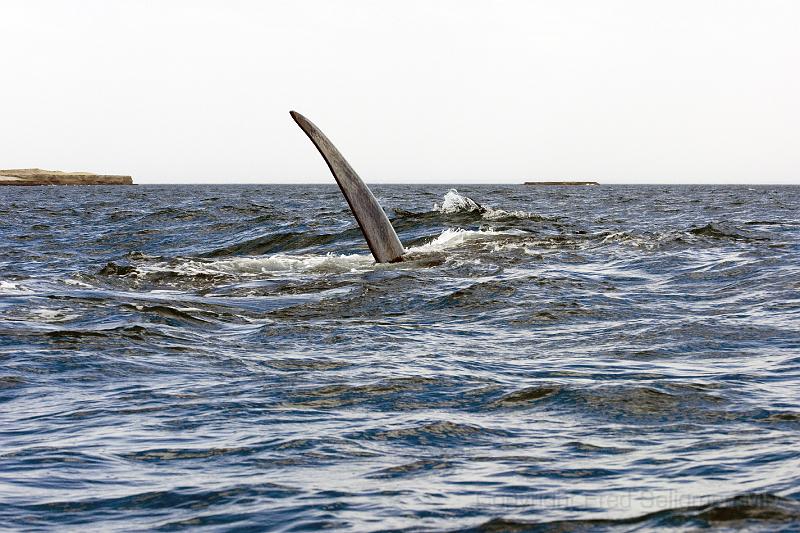 20071209 150720 D2X c4150x2775 v2.jpg - Right Whale at Puerto Piramides, Aregentina